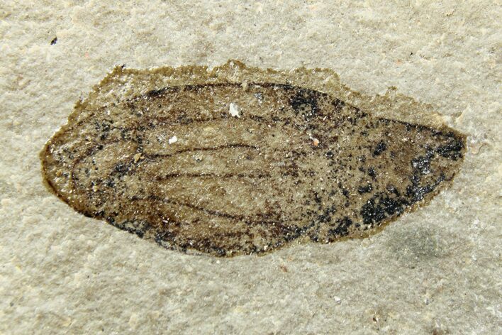 Eocene Fossil Seed - Green River Formation, Utah #262403